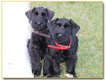 Giant Schnauzer Puppies Looking At Camera