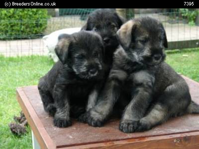 Giant Schnauzer Puppies Sitting On Table