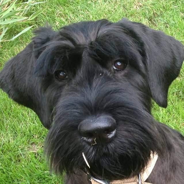 Giant Schnauzer Puppy Face Picture