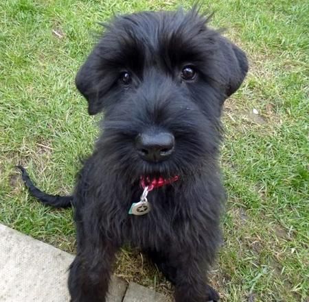 Giant Schnauzer Puppy Looking At Camera