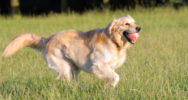 Golden Retriever Dog Playing With Ball