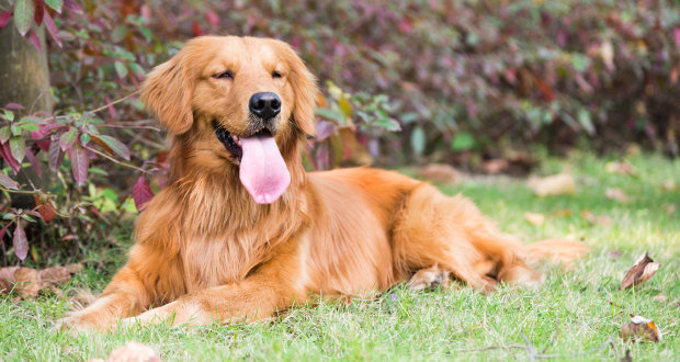 Golden Retriever Dog Relaxing On Grass