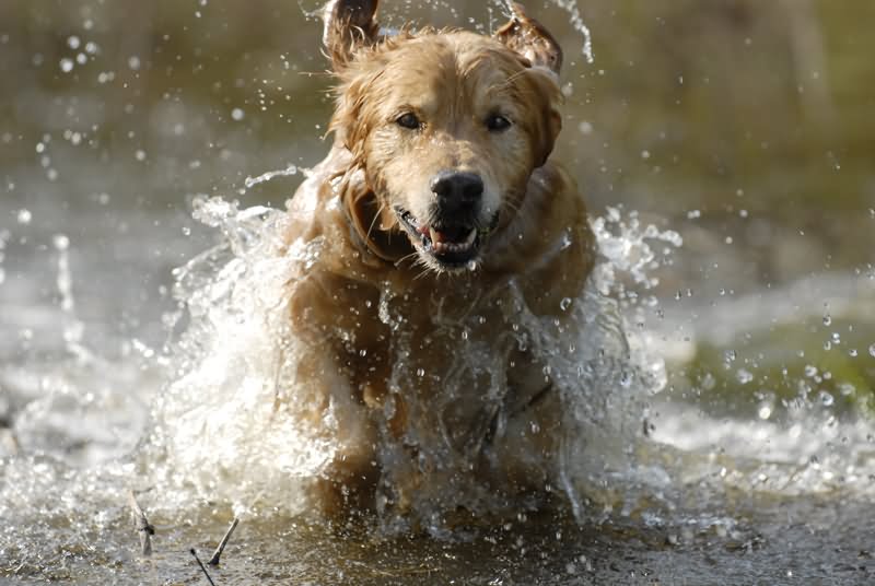 Golden Retriever Dog Running In Water Picture