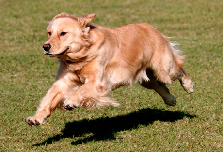 Golden Retriever Dog Running