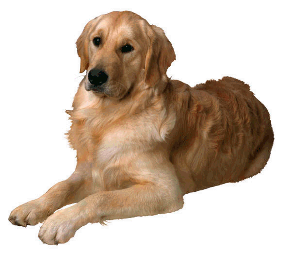 Golden Retriever Dog Sitting Photo