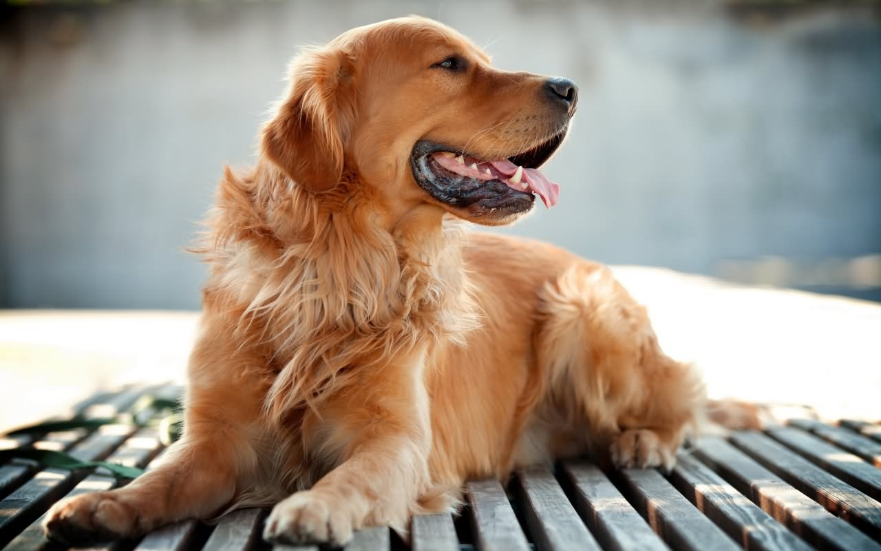 Golden Retriever Dog Sitting