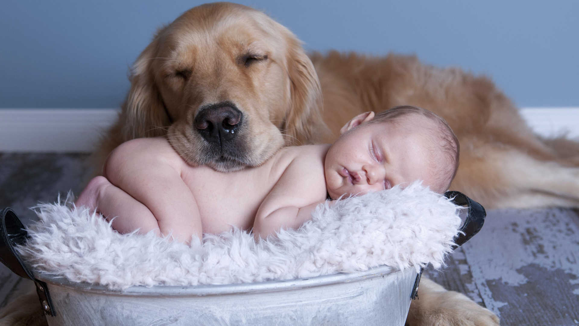 Golden Retriever Dog Sleeping With Baby