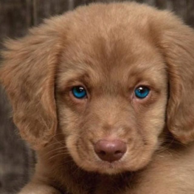 Golden Retriever Puppy Face Closeup Picture