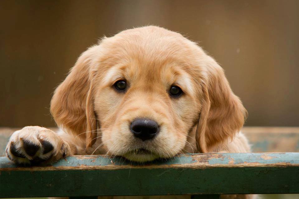 Golden Retriever Puppy Face