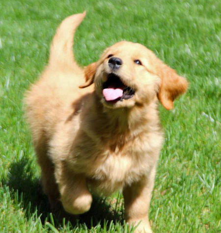 Golden Retriever Puppy In Lawn