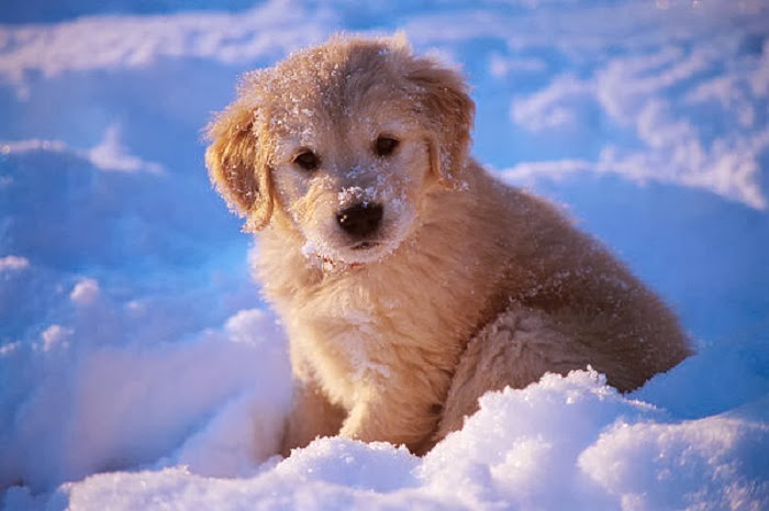 Golden Retriever Puppy Playing In Snow