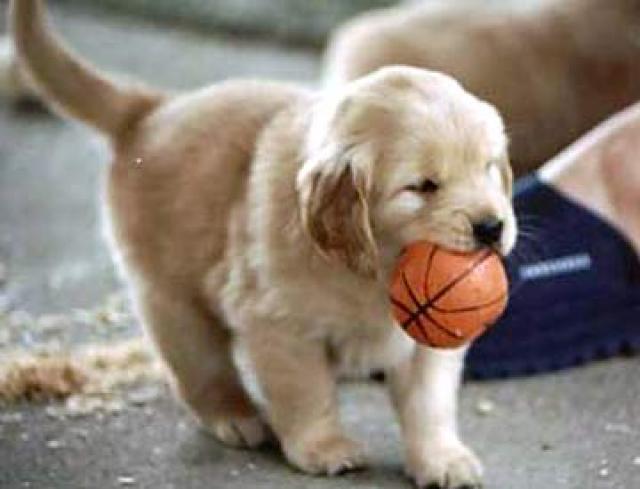 Golden Retriever Puppy Playing With Ball Picture