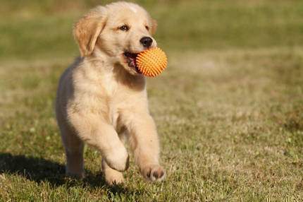 Golden Retriever Puppy Playing With Ball
