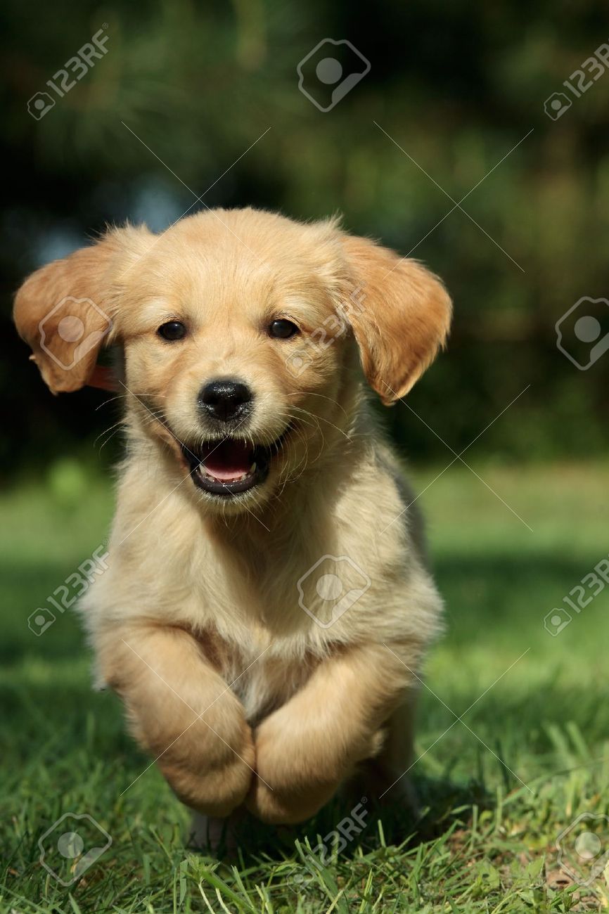 Golden Retriever Puppy Running