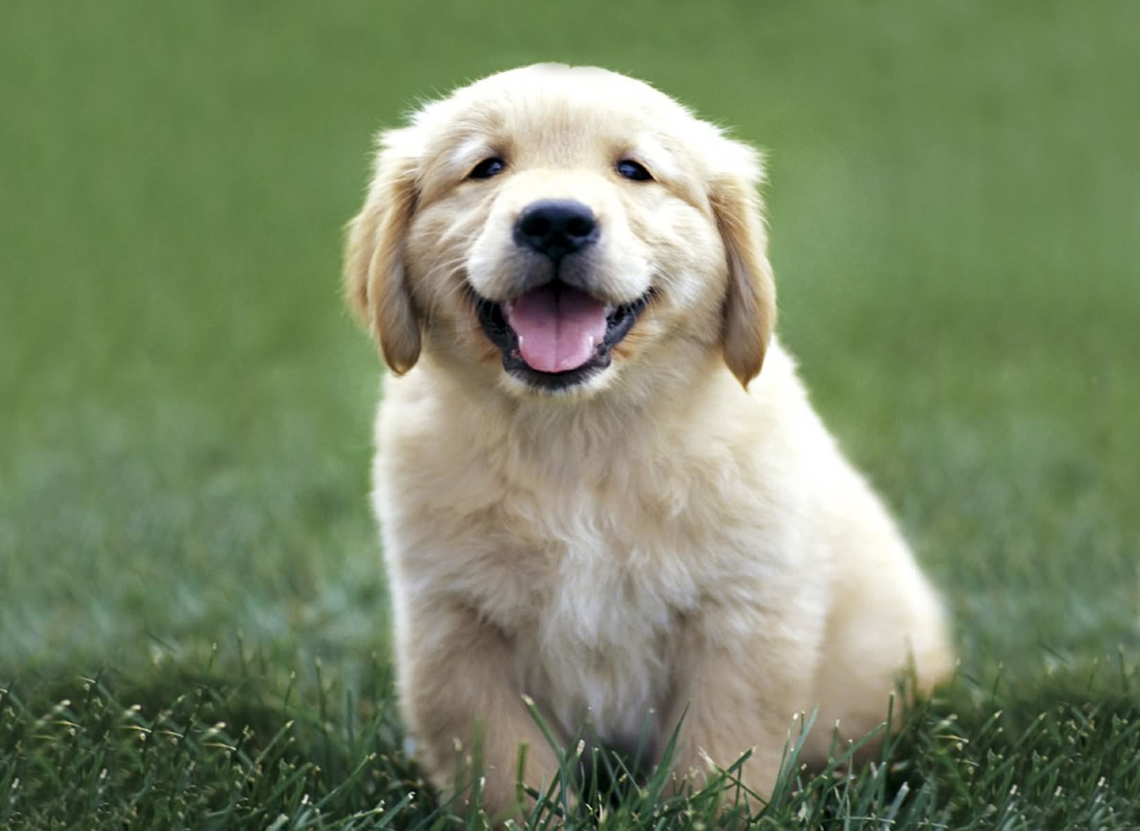 Golden Retriever Puppy Sitting On Grass