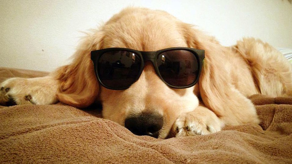 Golden Retriever Puppy Wearing Black Sunglasses