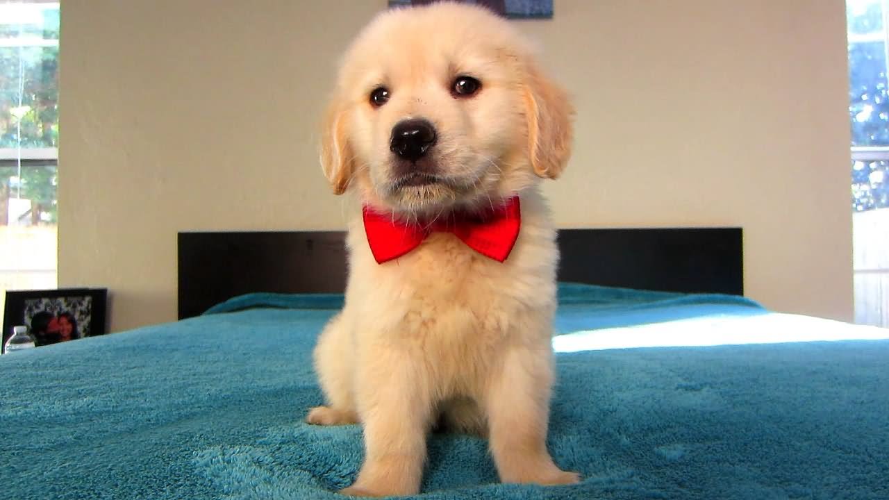 Golden Retriever Puppy Wearing Red Bow Sitting On Bed