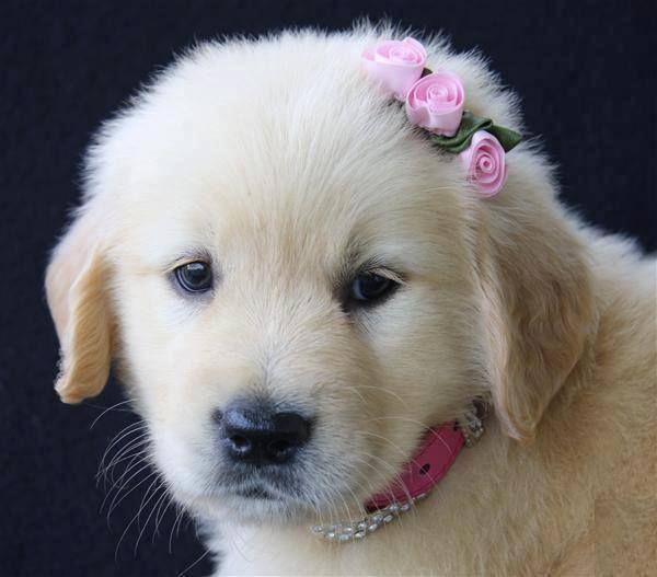 Golden Retriever Puppy With Pink Rose Flower Bow