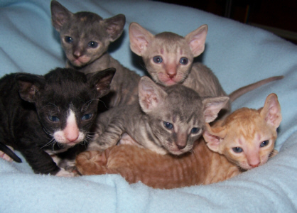 Group Of Cornish Rex Kittens Picture