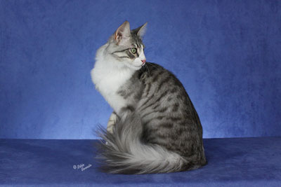 Grey-And-White-Turkish-Angora-Cat-Sitting1.jpg