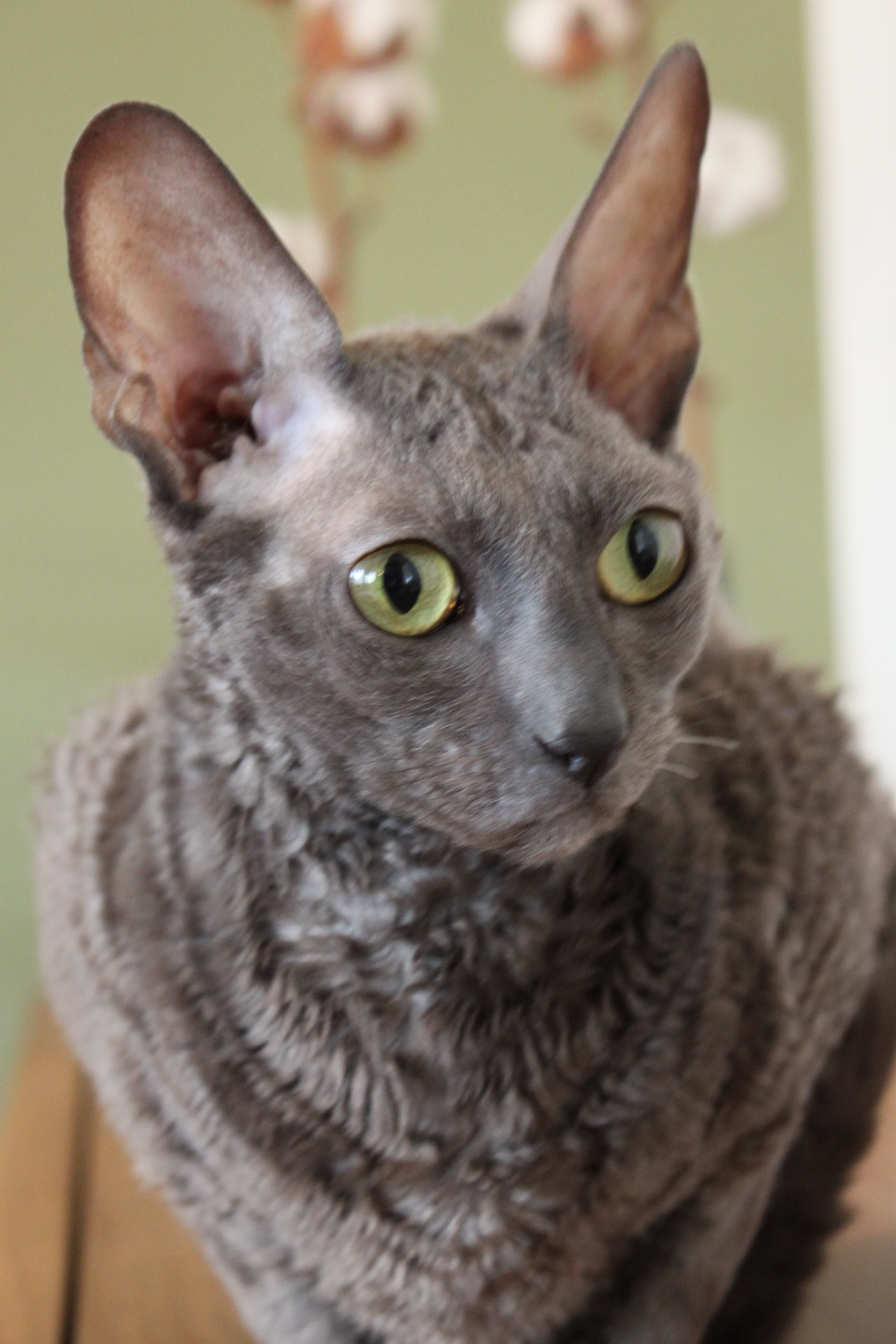 Grey Cornish Rex Cat
