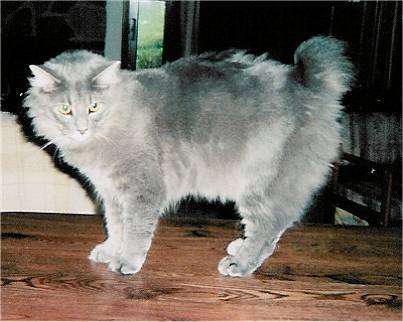 Grey Cymric Cat