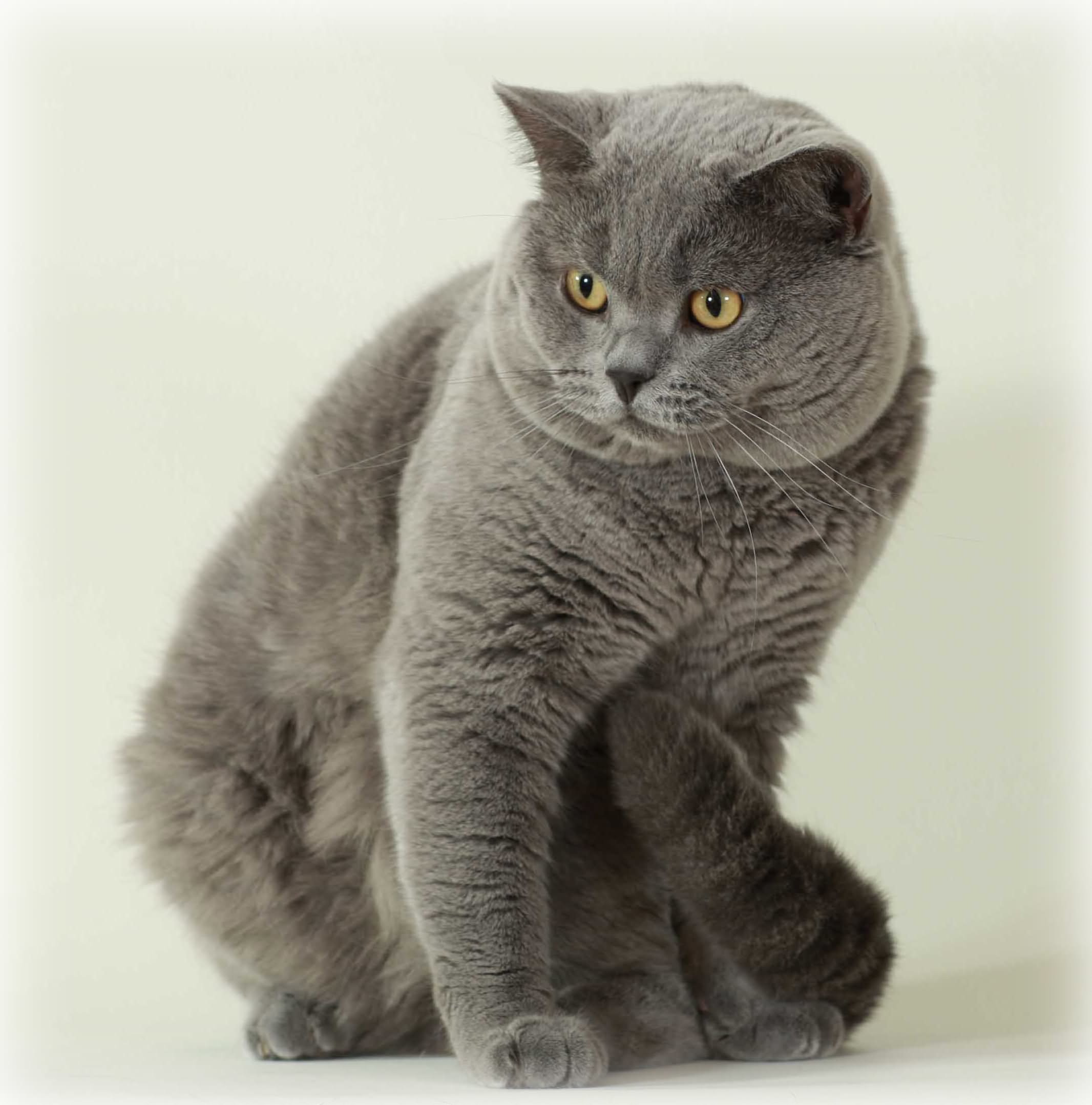 Grey Fluffy Cymric Cat Sitting