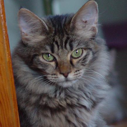 20+ Very Beautiful Dark Turkish Angora Cat Photos And Pictures