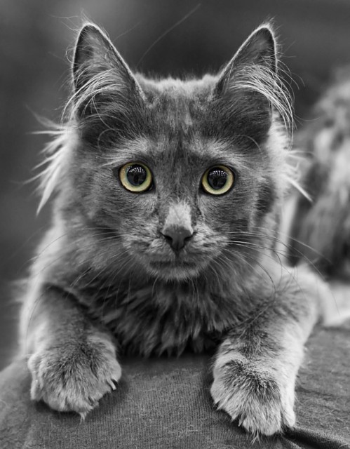 Grey Turkish Angora Cat Face Image