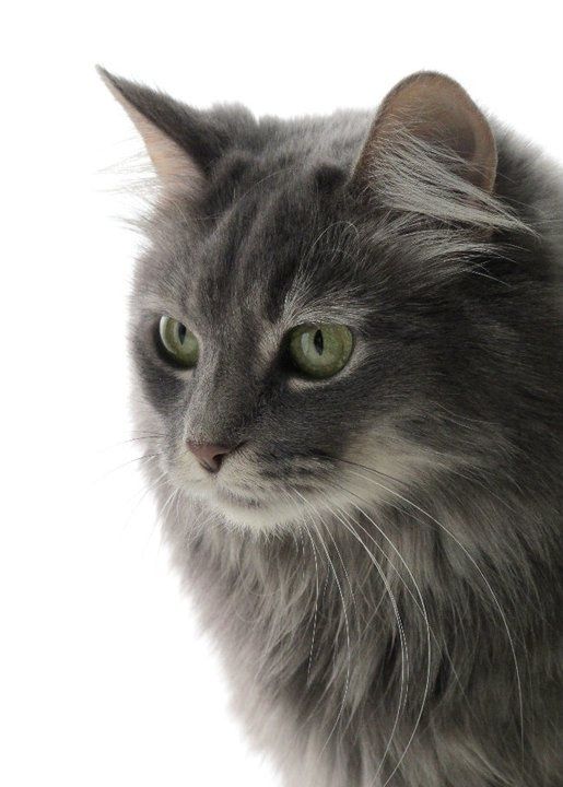 Grey Turkish Angora Cat Face Photo