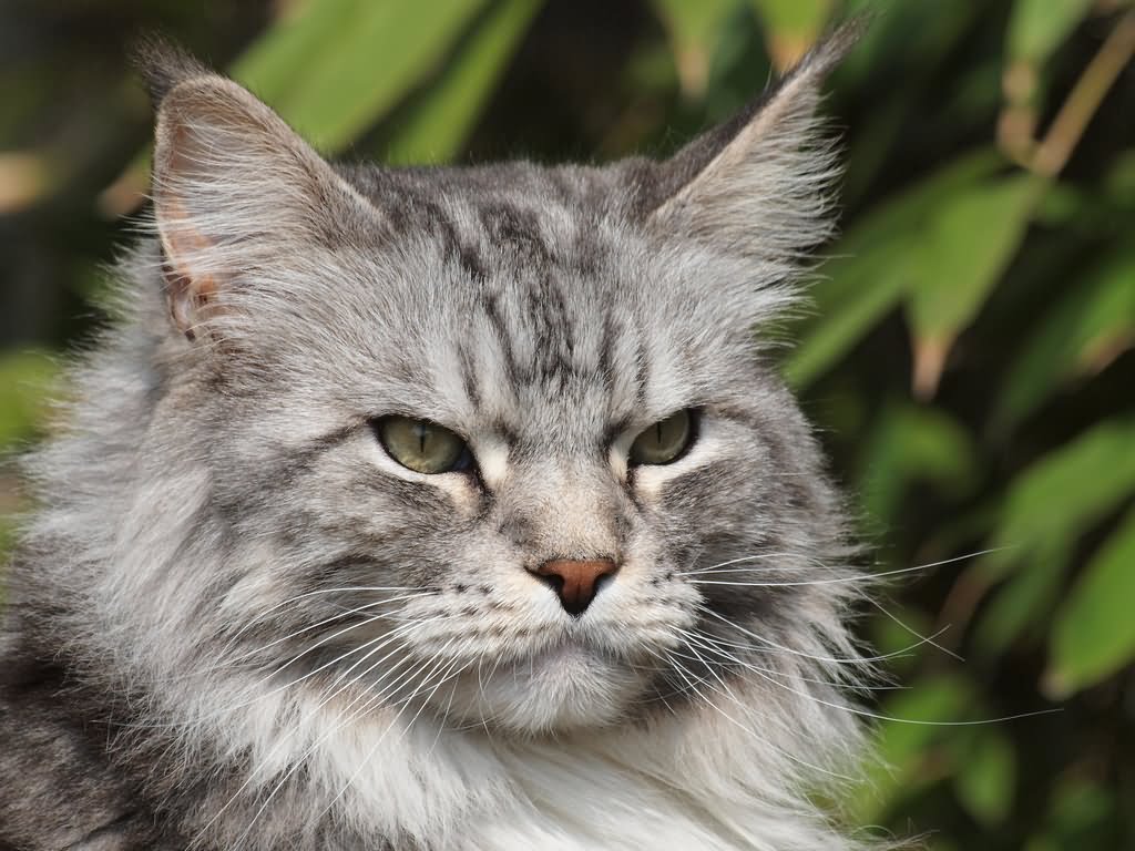 Grey Turkish Angora Cat Face Picture
