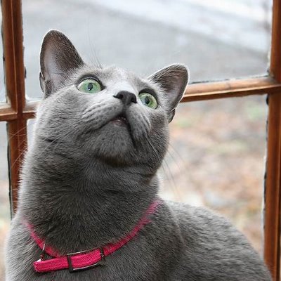 Grey Turkish Angora Cat Face