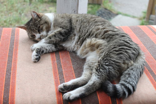 Grey Turkish Angora Cat Laying