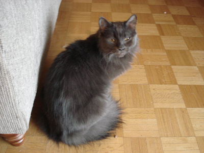 Grey Turkish Angora Cat Sitting On Floor