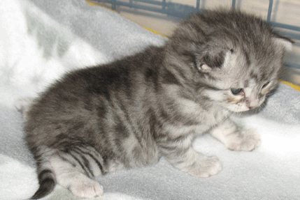 Grey Turkish Angora Kitten Sitting