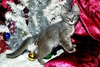 Grey Turkish Angora Kitty