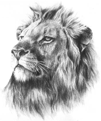Grey realistic lion face tattoo design