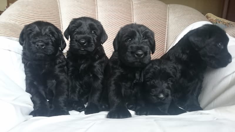 Group Of Black Giant Schnauzer Puppies