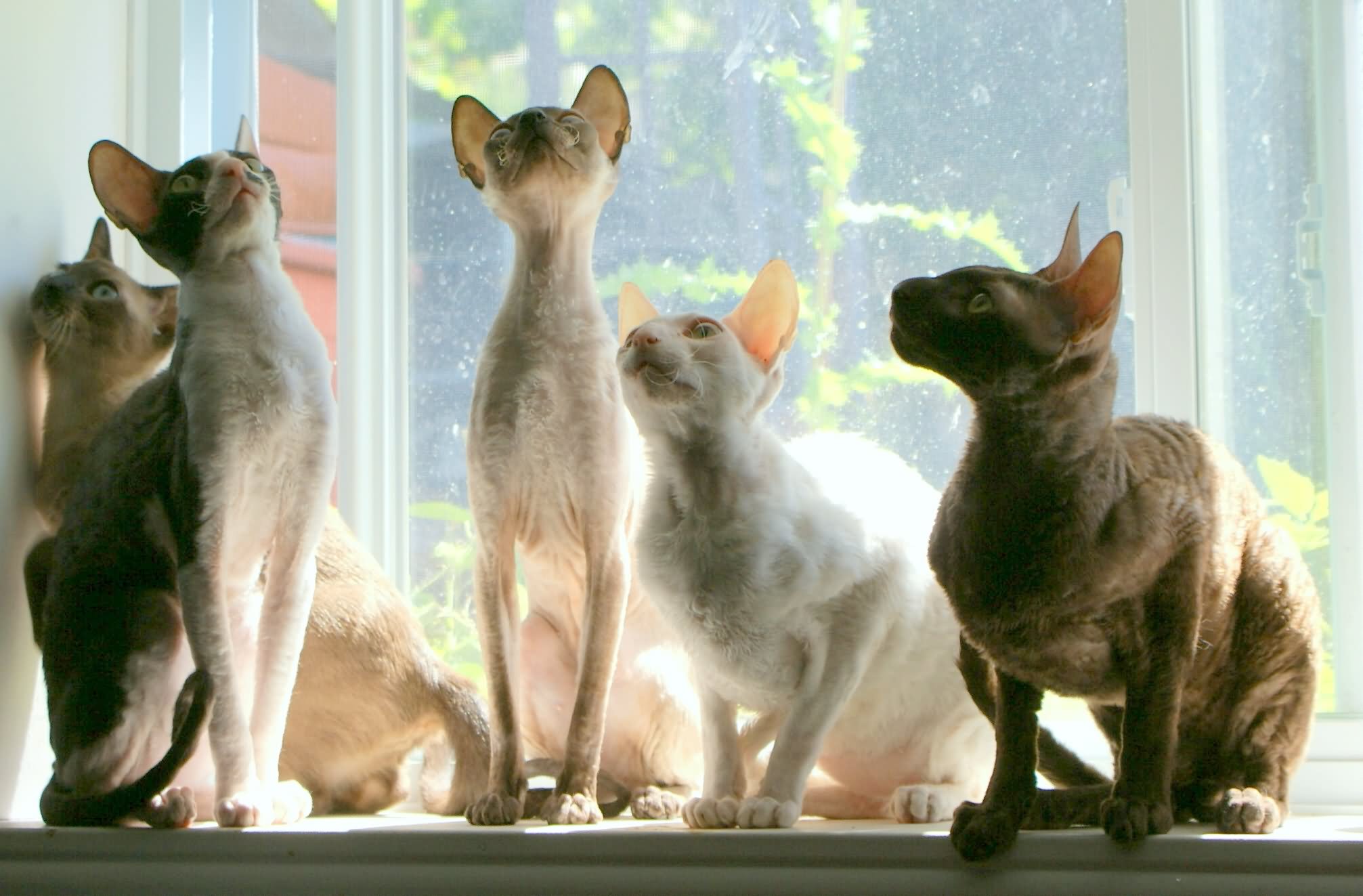 Group Of Cornish Rex Cats Sitting Near Window