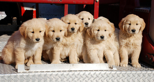 Group Of Cute Golden Retriever Puppies