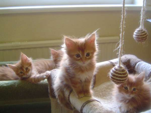 Group Of Cymric Kittens Playing