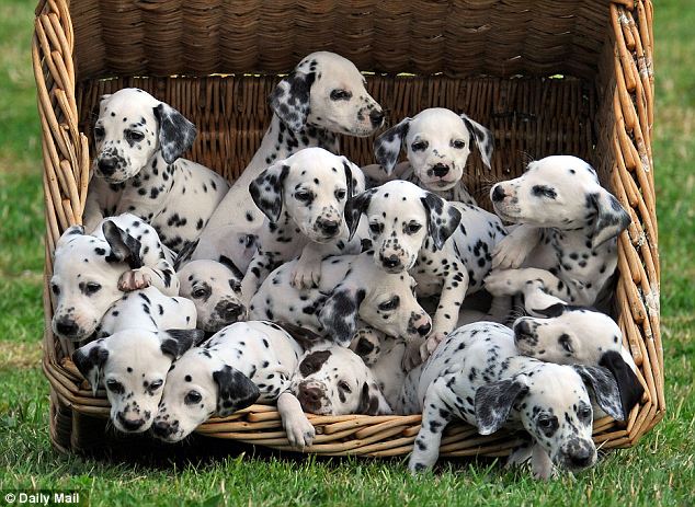 Group Of Dalmatian Puppies In Basket