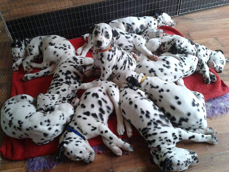 Group Of Dalmatian Puppies