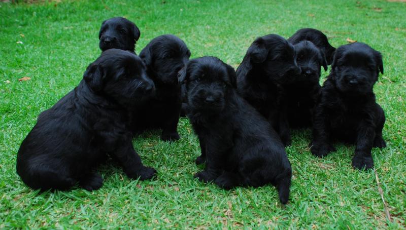 Group Of Giant Schnauzer Puppies Sitting On Grass