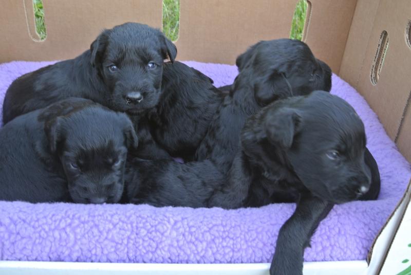 Group Of Giant Schnauzer Puppies