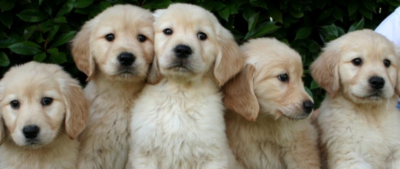 Group Of Golden Retriever Puppies Sitting