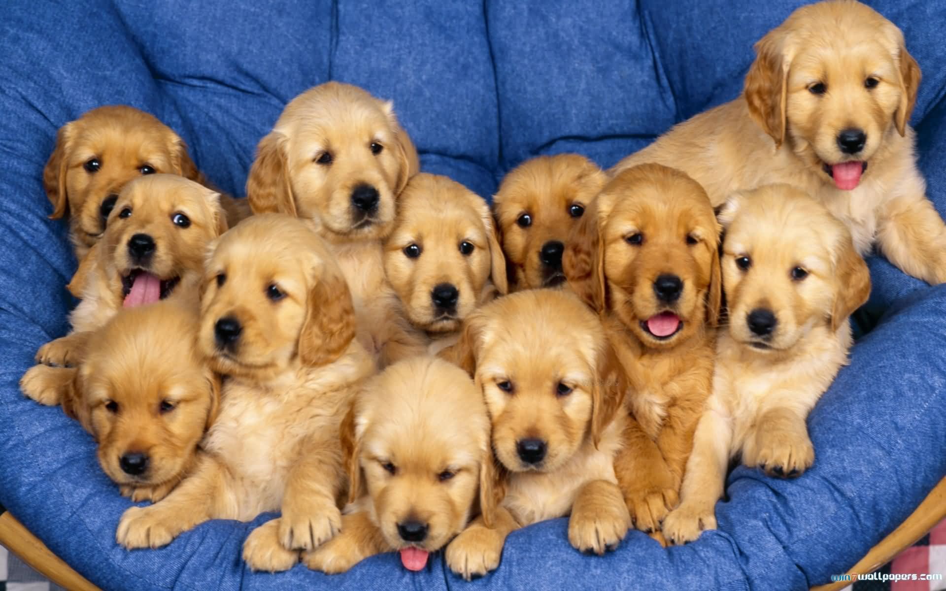 Group Of Golden Retriever Puppies