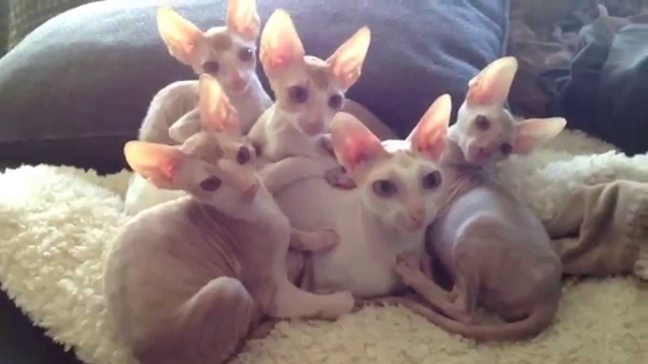 Group Of Hairless Cornish Rex Kittens