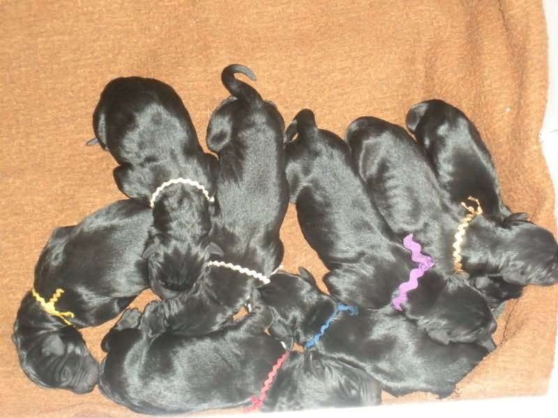 Group Of New Born Giant Schnauzers Puppies