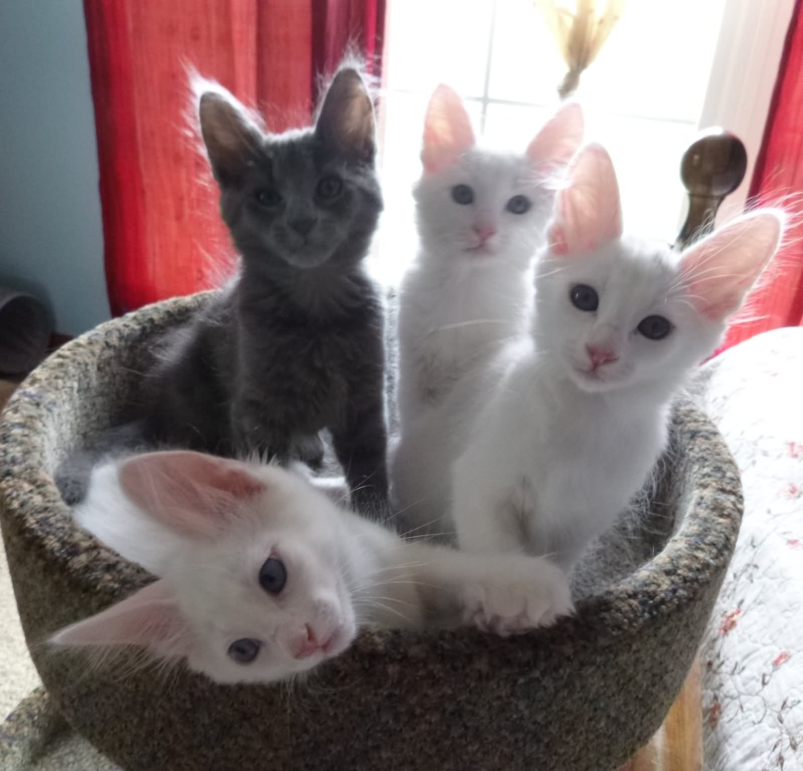 Group Of Turkish Angora Kittens Looking At Camera